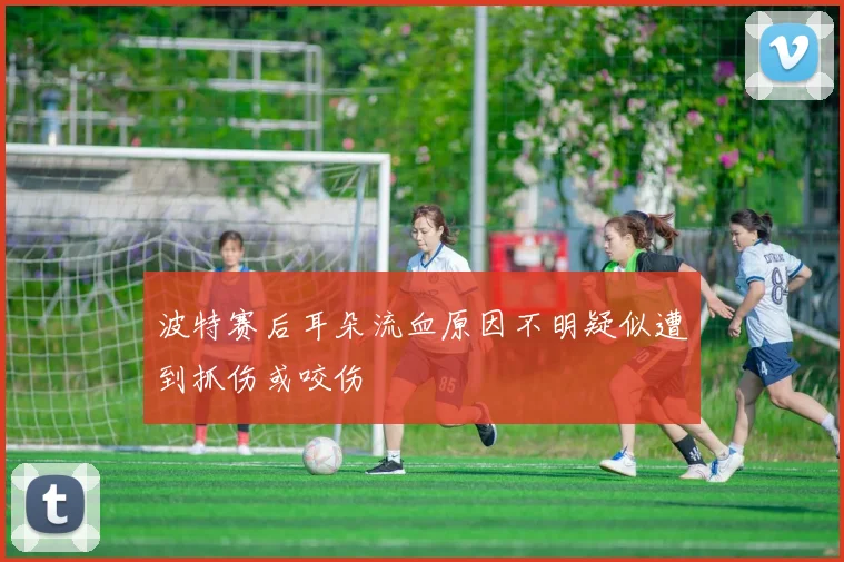 波特赛后耳朵流血原因不明疑似遭到抓伤或咬伤